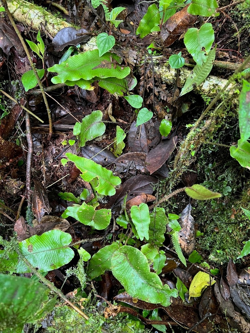 Elaphoglossum exsertipes photo 5