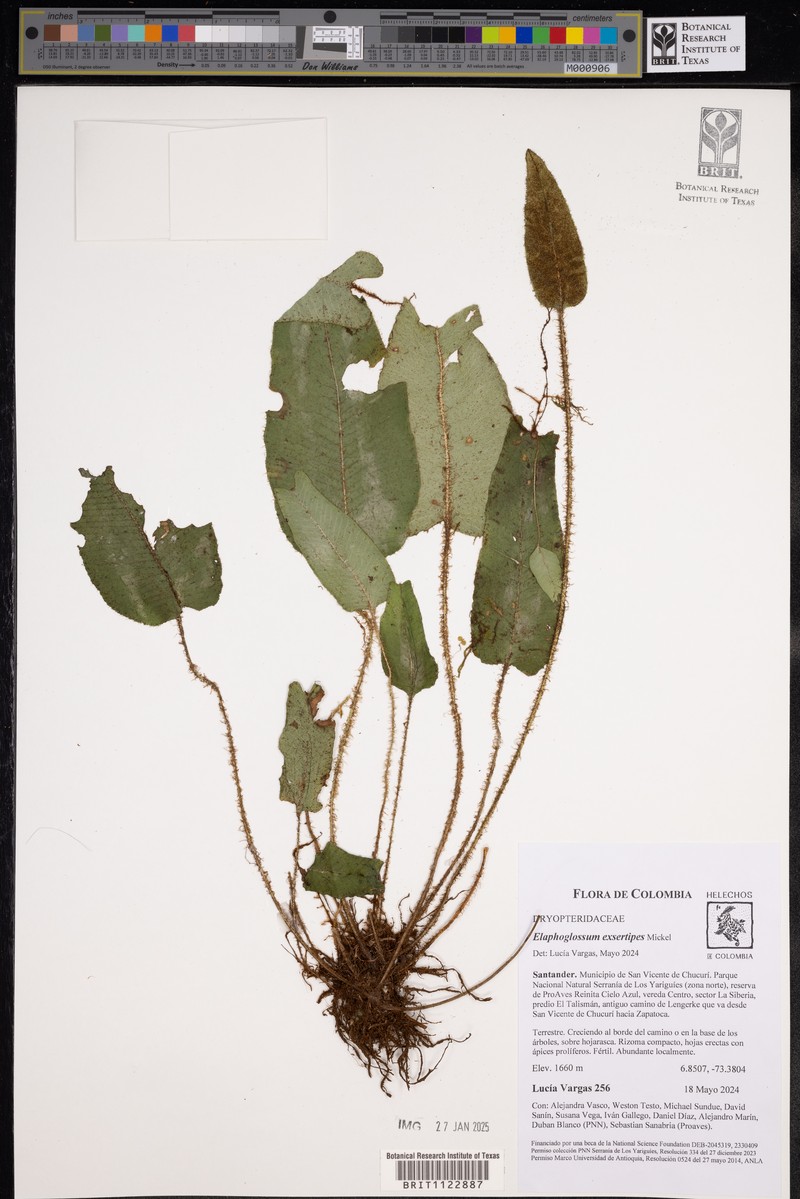 Elaphoglossum exsertipes photo 6