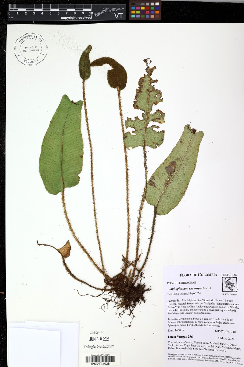 Elaphoglossum exsertipes photo 7