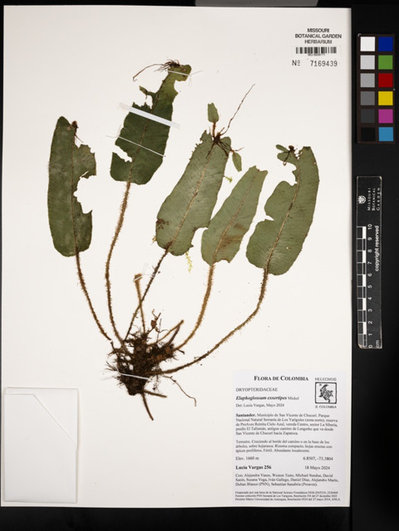 Elaphoglossum exsertipes photo 8