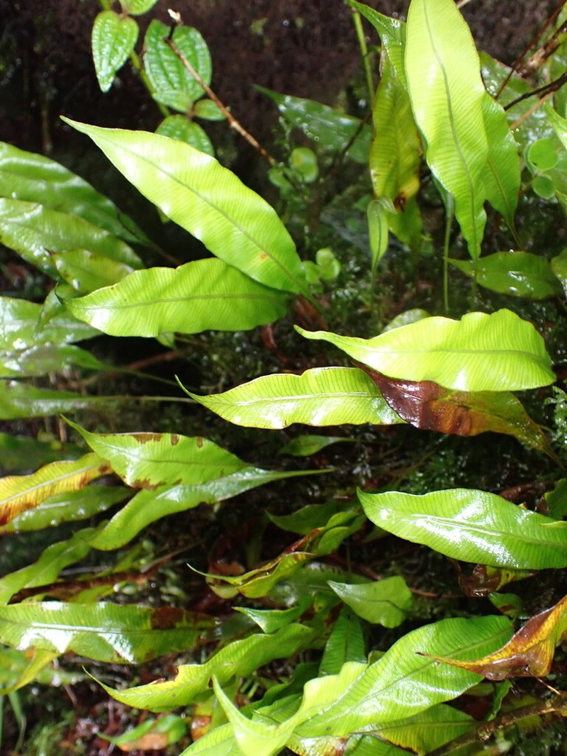 Elaphoglossum fauriei photo 2
