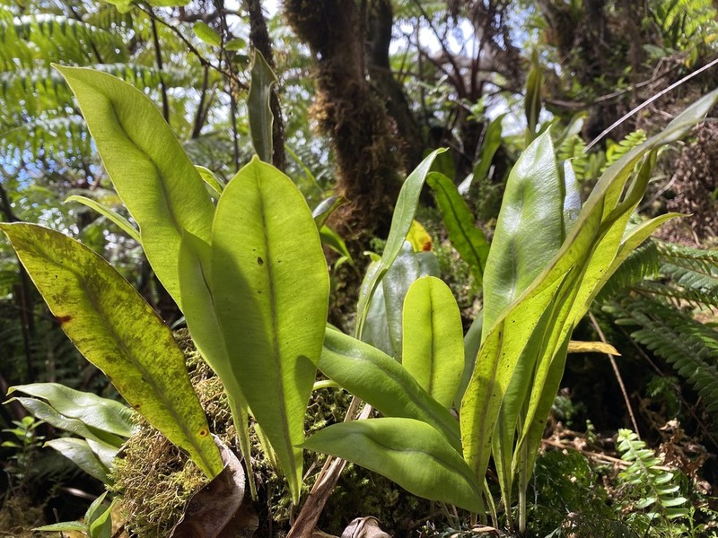 Elaphoglossum fauriei photo 3