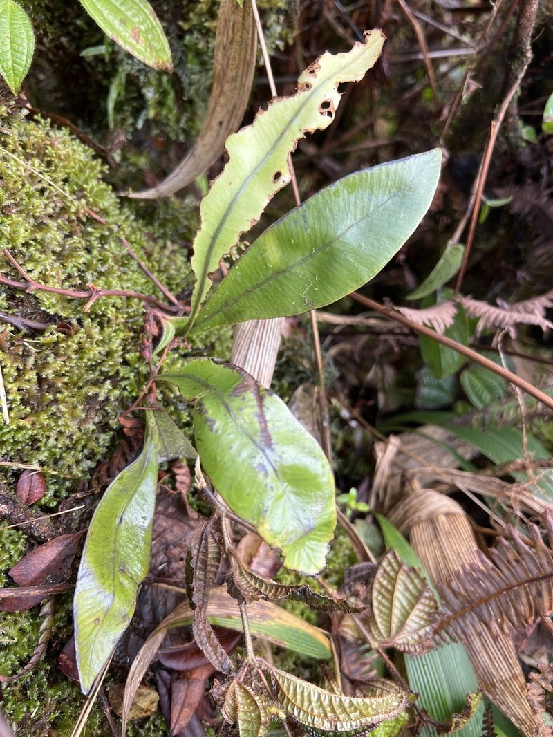 Elaphoglossum fauriei photo 4