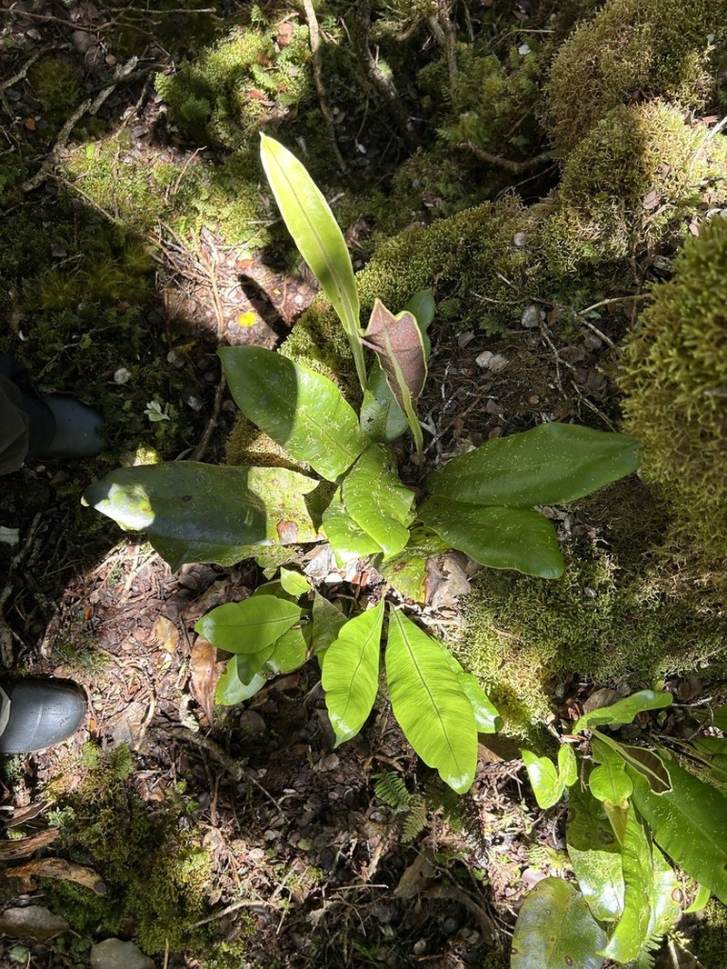 Elaphoglossum fauriei photo 5