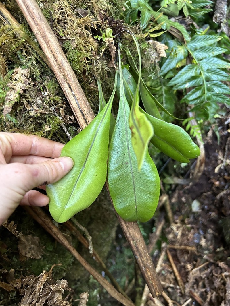 Elaphoglossum fauriei photo 6