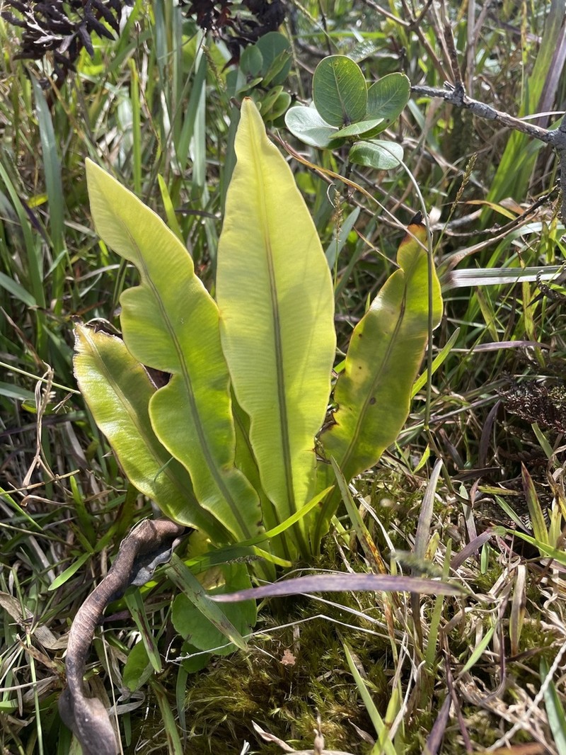 Elaphoglossum fauriei photo 7