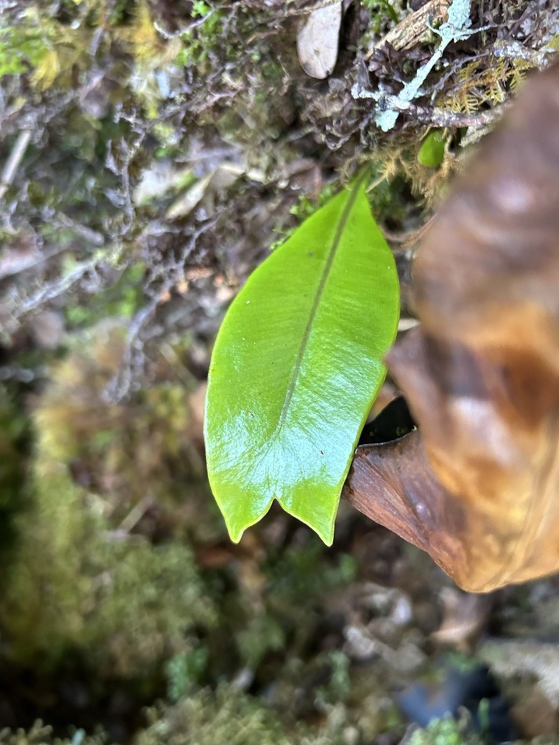 Elaphoglossum fauriei photo 8