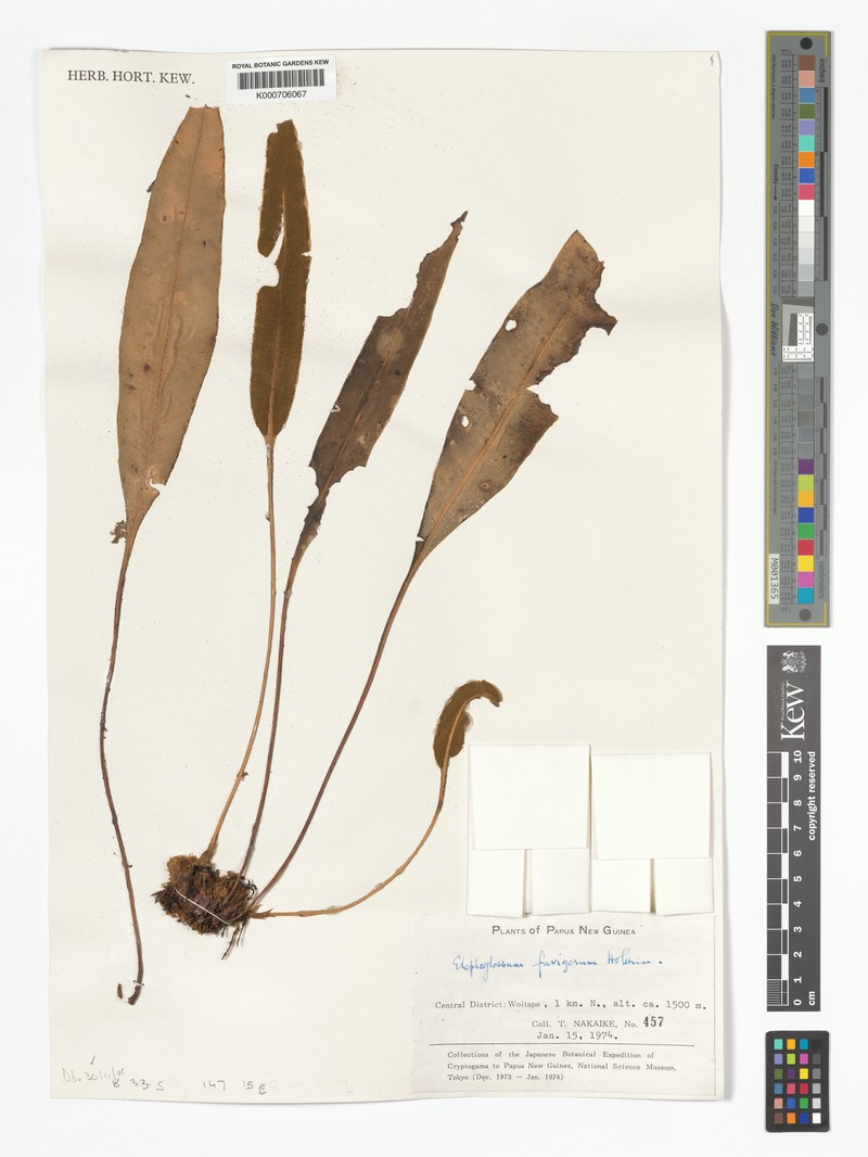Elaphoglossum favigerum