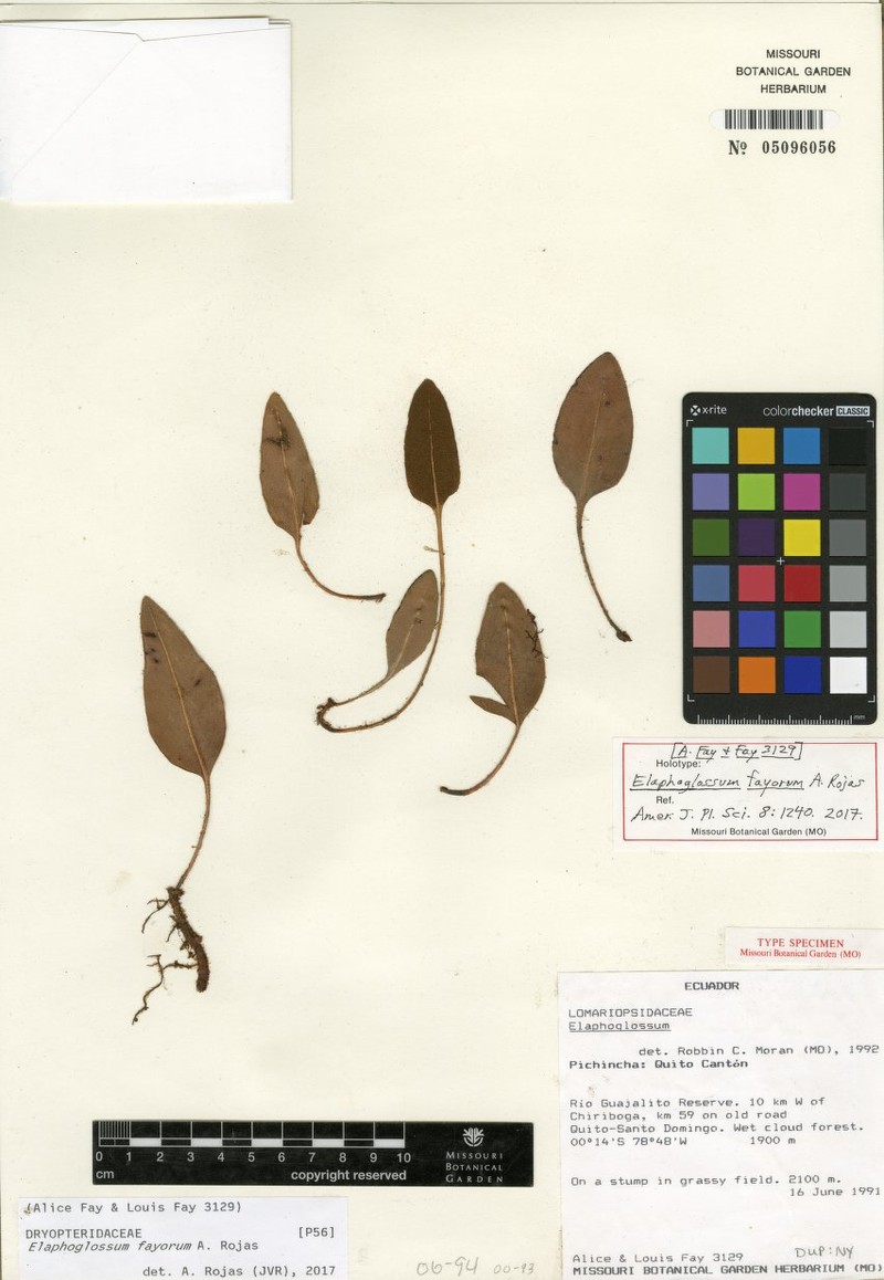 Elaphoglossum fayorum