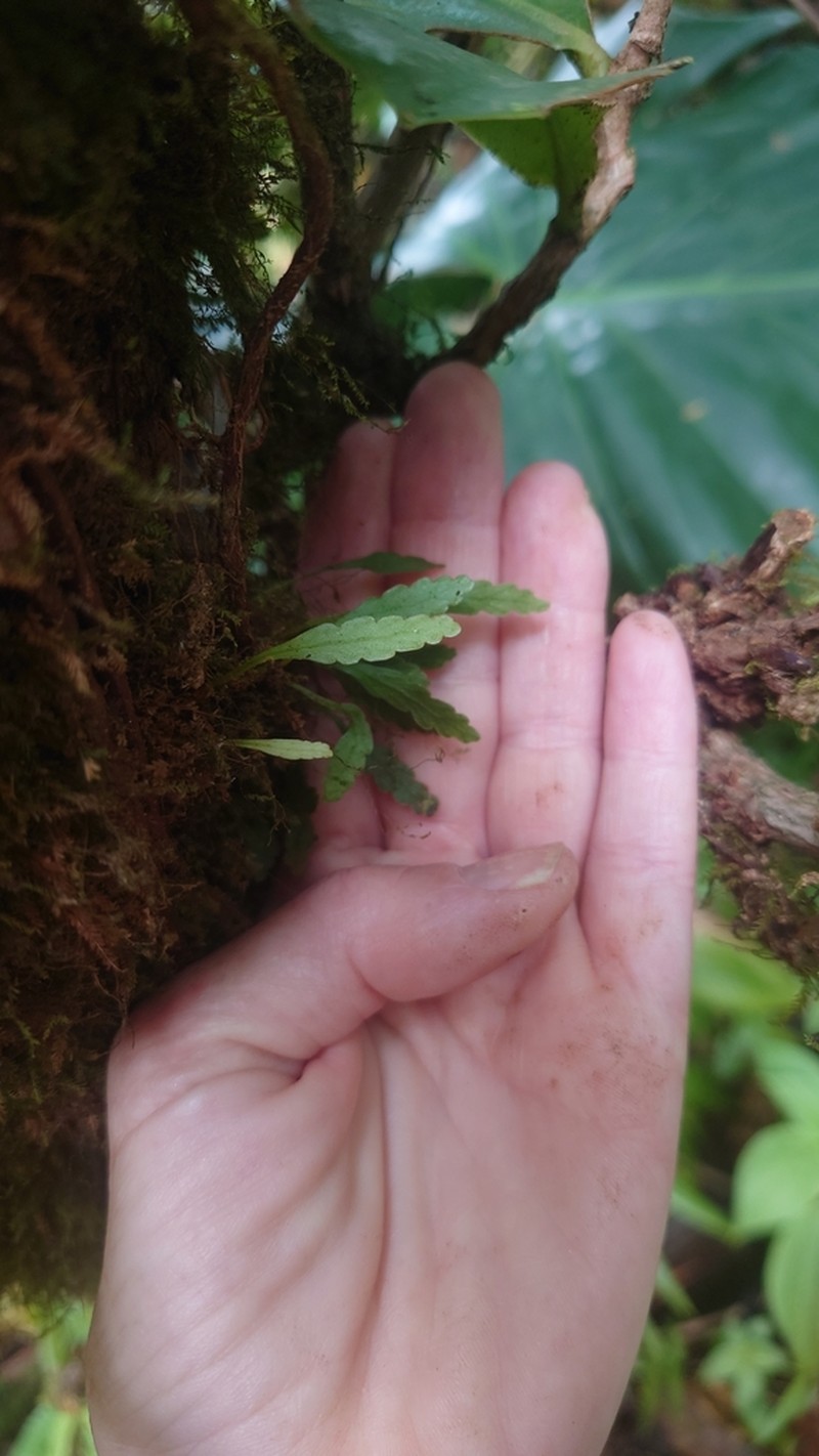 Elaphoglossum feei