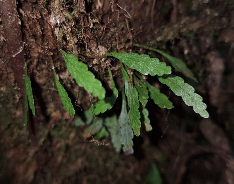 Elaphoglossum feei photo 3