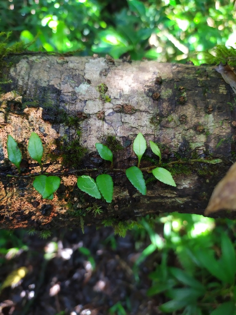 Elaphoglossum feei photo 4