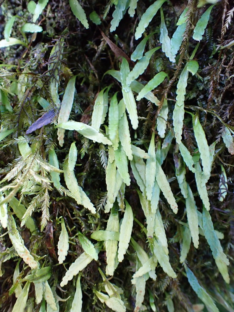 Elaphoglossum feei photo 5