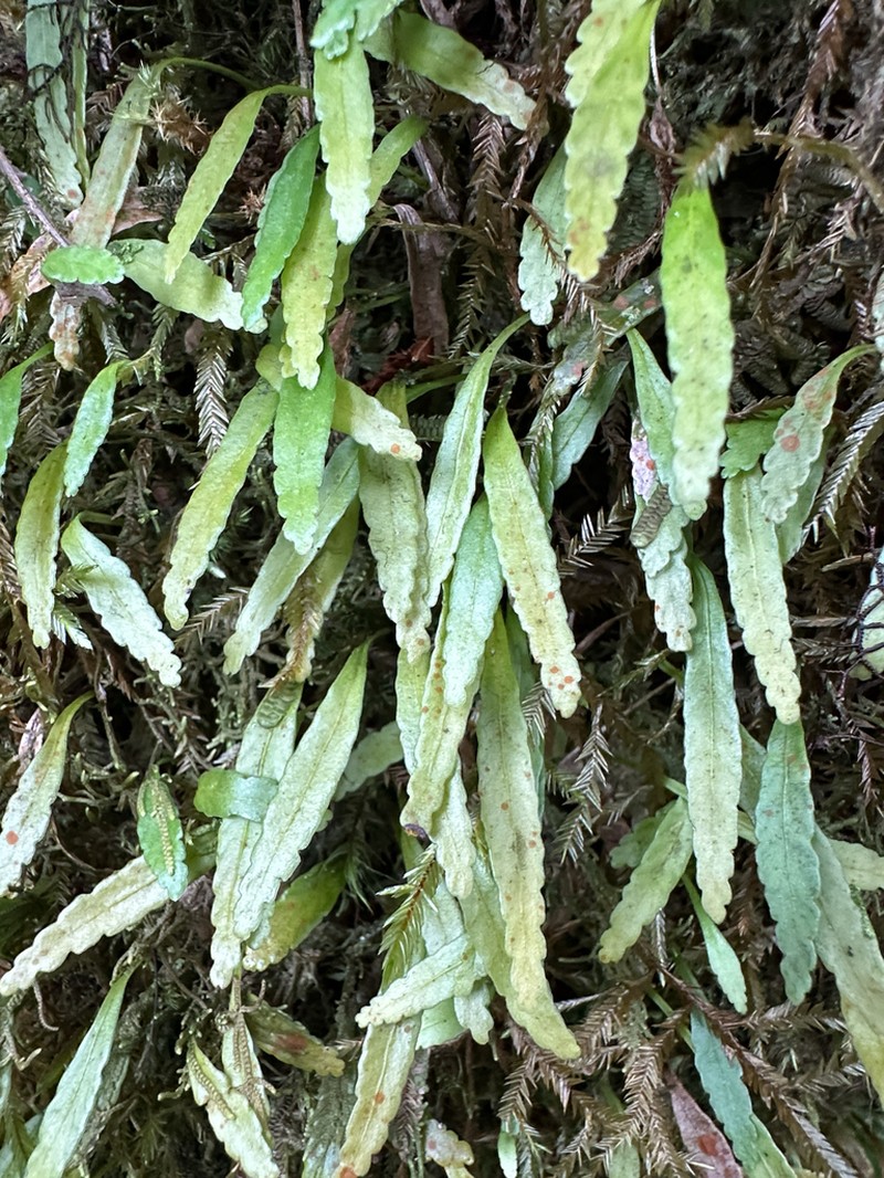 Elaphoglossum feei photo 6
