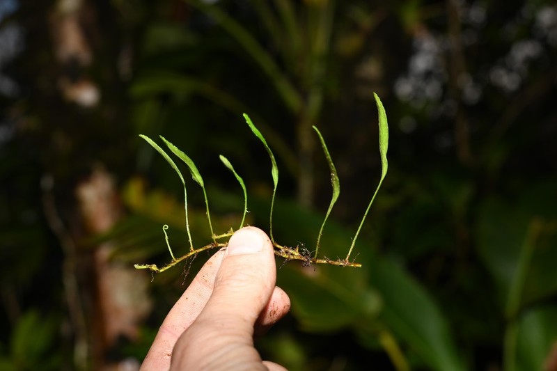 Elaphoglossum feei photo 7