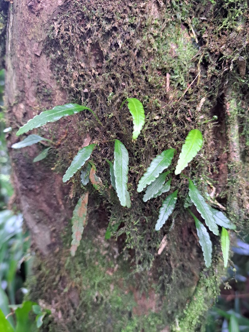 Elaphoglossum feei photo 8