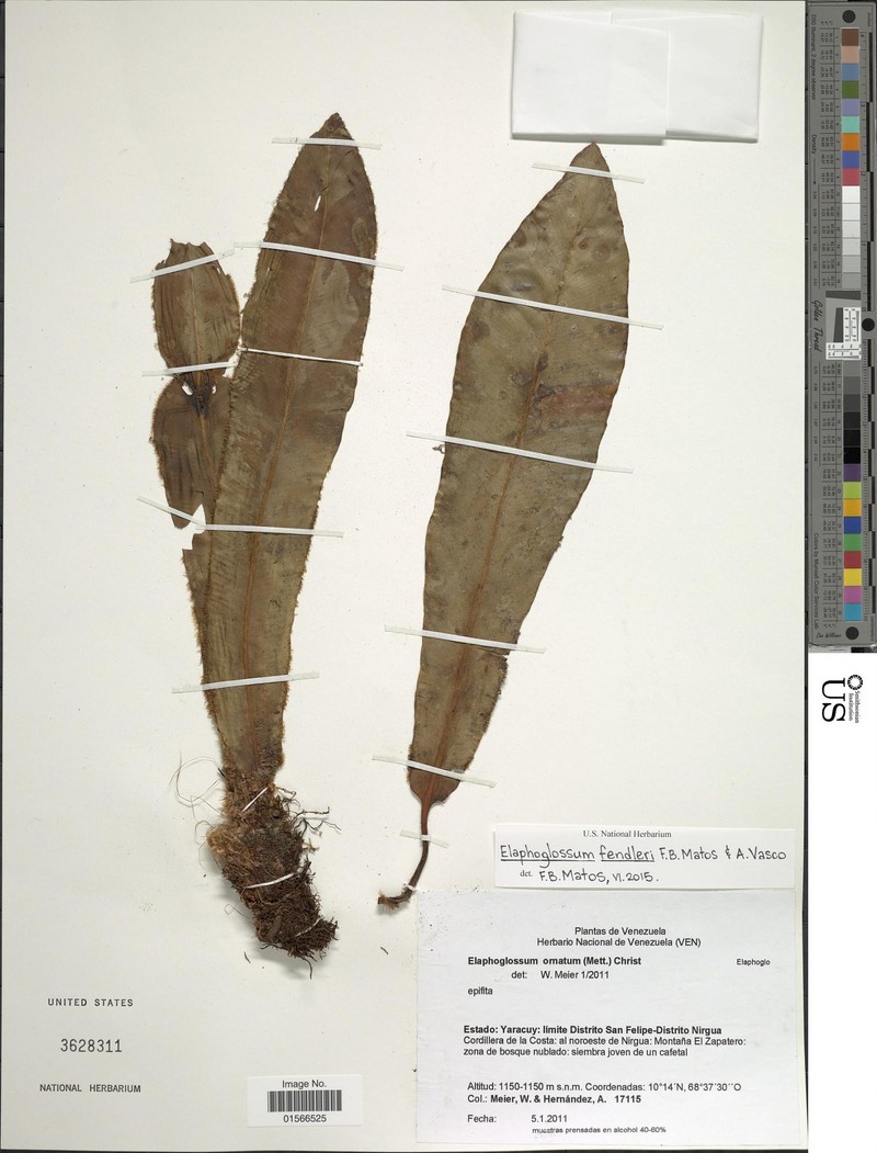 Elaphoglossum fendleri
