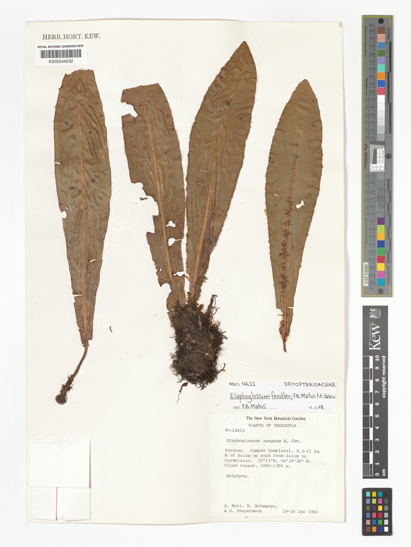 Elaphoglossum fendleri photo 2