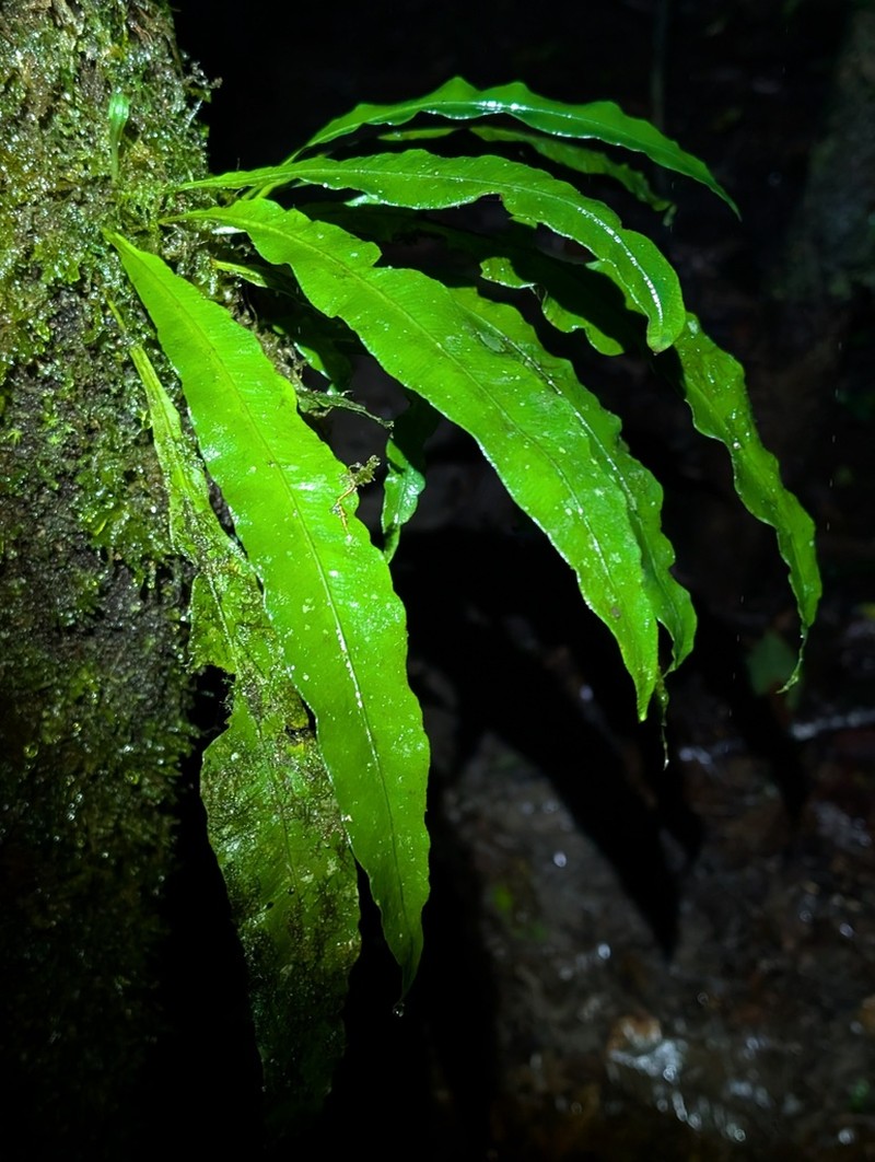 Elaphoglossum flaccidum