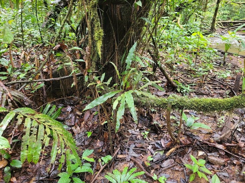 Elaphoglossum flaccidum photo 2