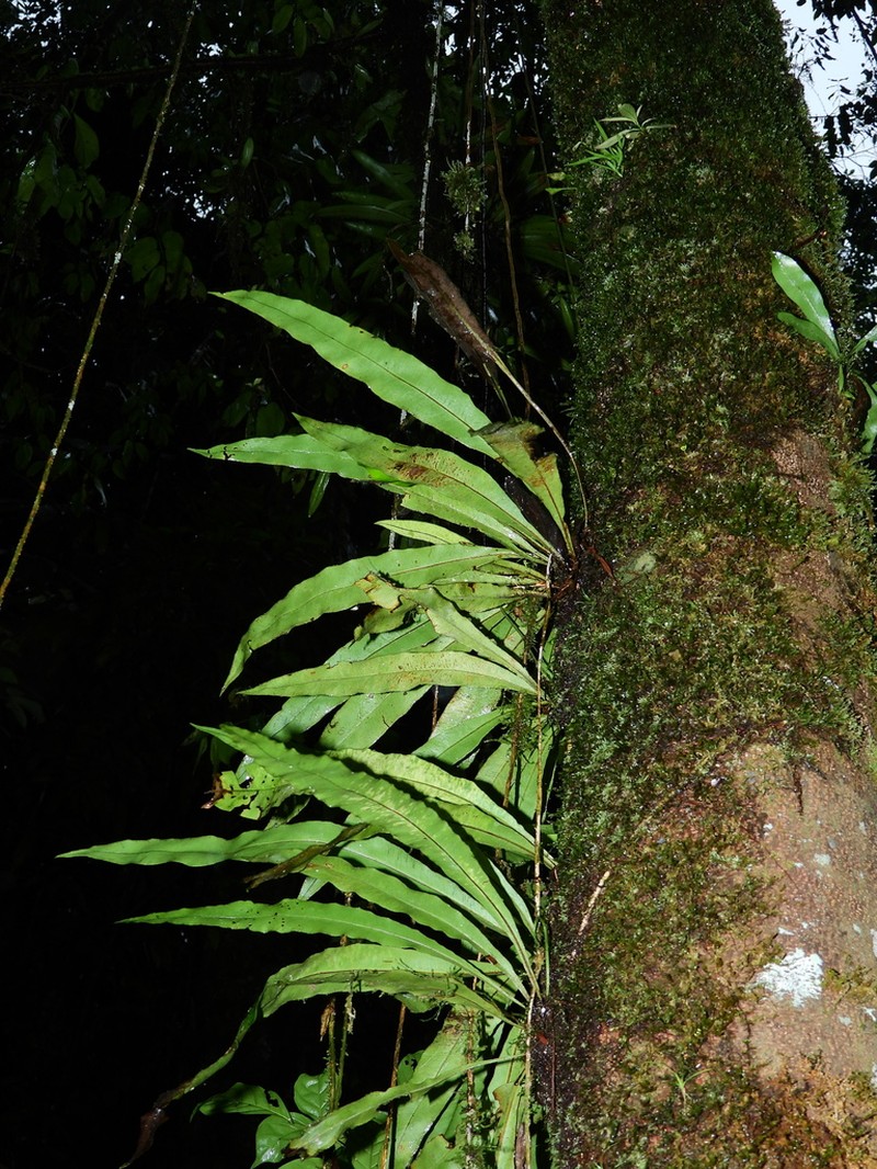 Elaphoglossum flaccidum photo 3