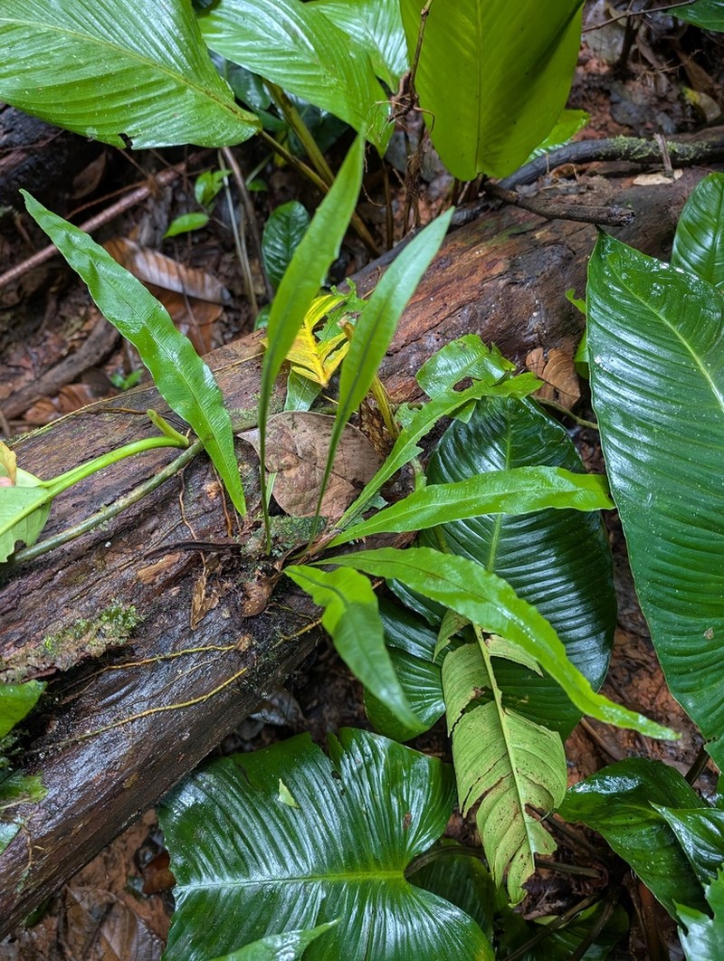 Elaphoglossum flaccidum photo 4