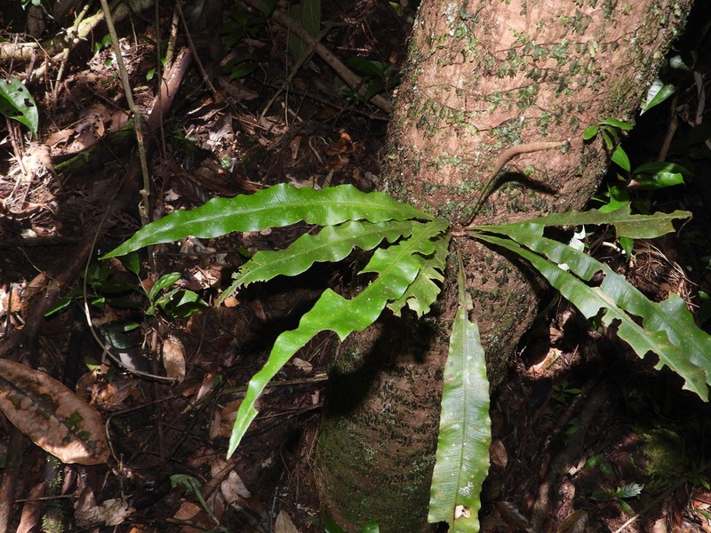 Elaphoglossum flaccidum photo 5