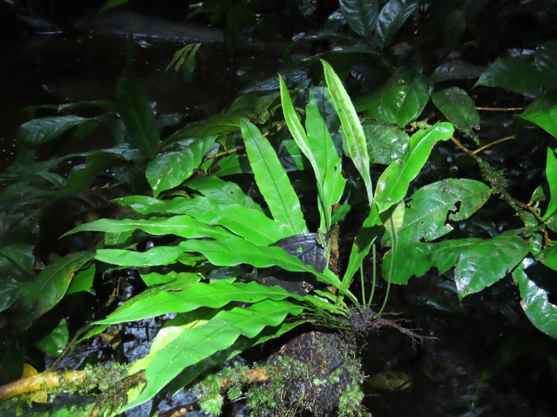 Elaphoglossum flaccidum photo 6