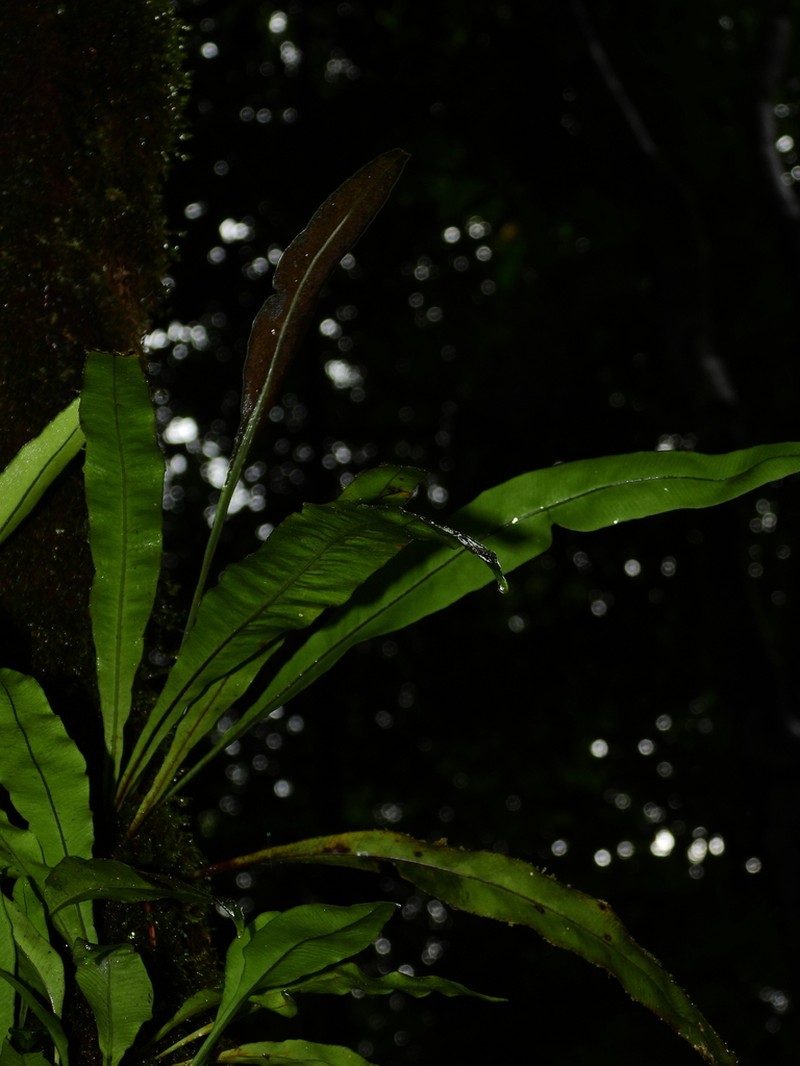 Elaphoglossum flaccidum photo 7
