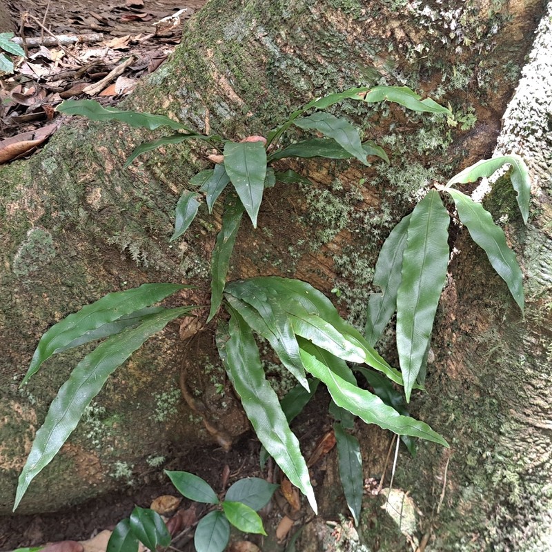 Elaphoglossum flaccidum photo 8