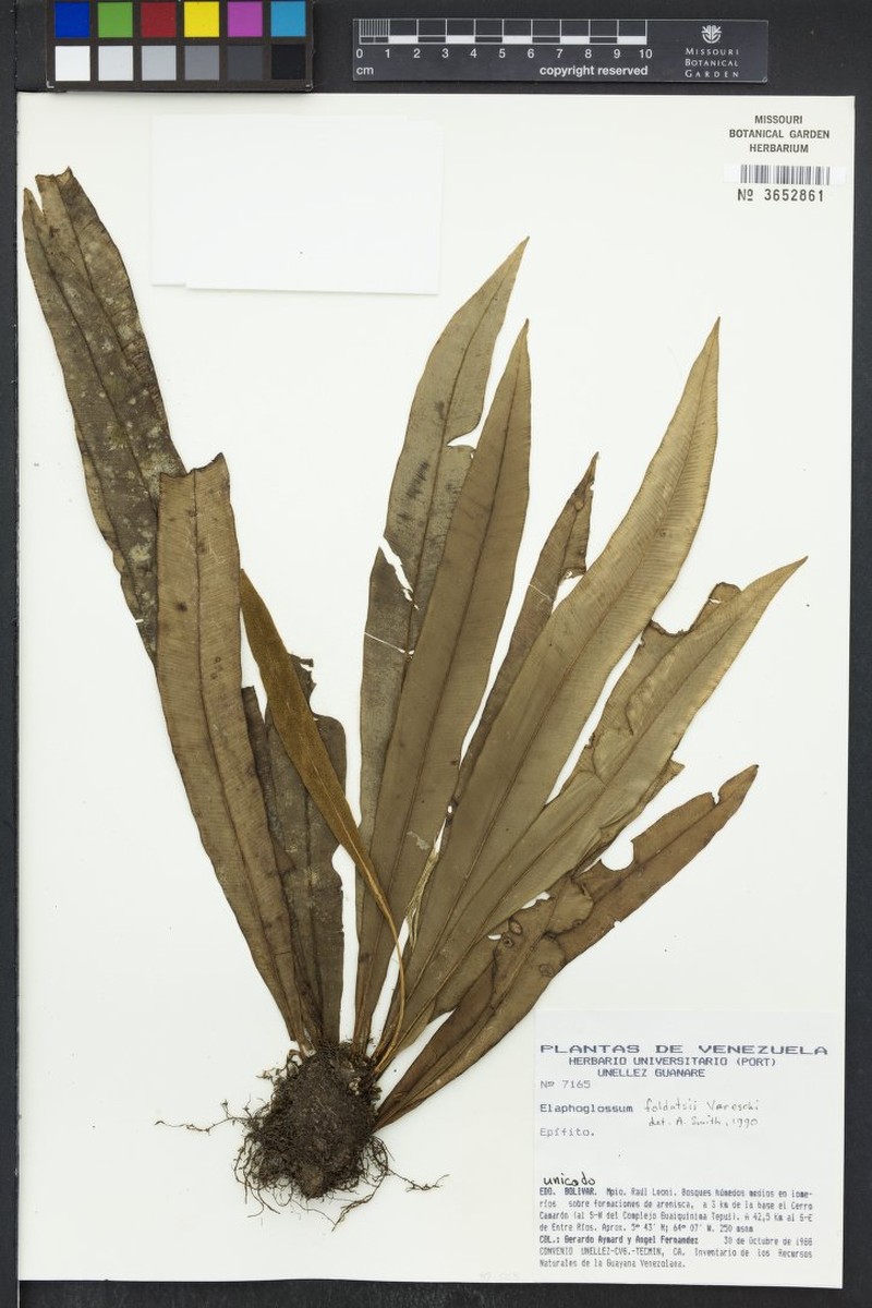 Elaphoglossum foldatsii