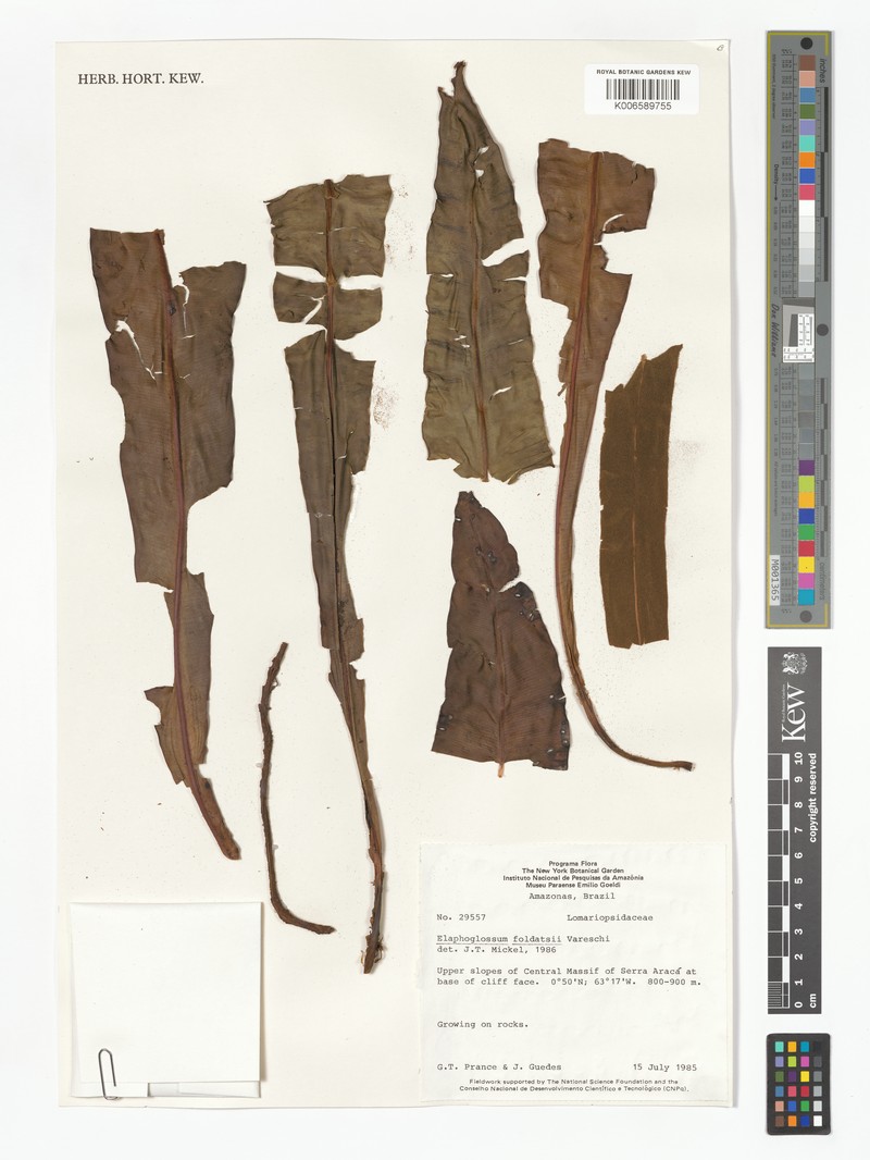 Elaphoglossum foldatsii photo 2