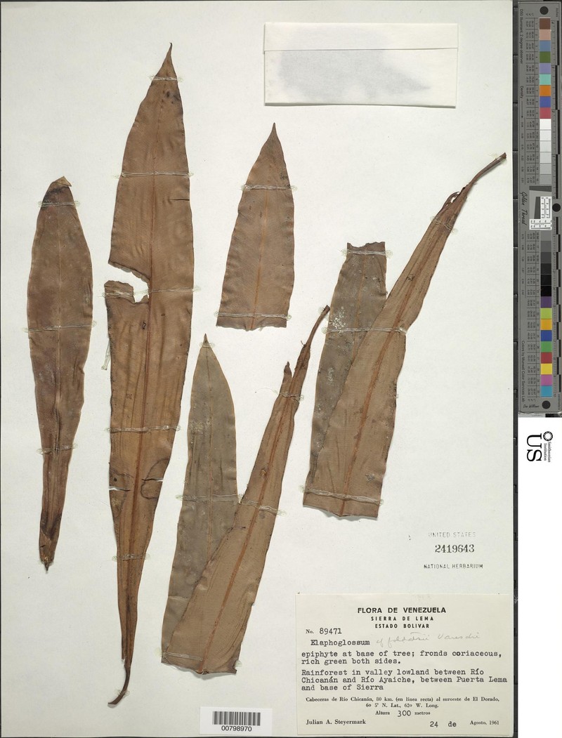 Elaphoglossum foldatsii photo 3
