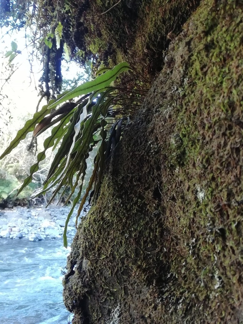 Elaphoglossum fonkii