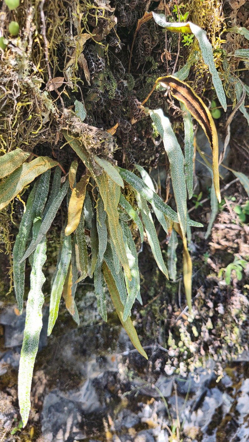 Elaphoglossum fonkii photo 2