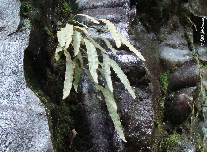 Elaphoglossum fonkii photo 3