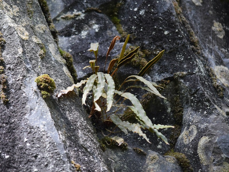 Elaphoglossum fonkii photo 4