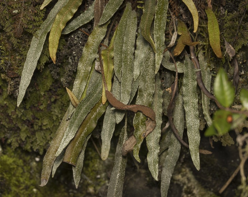 Elaphoglossum fonkii photo 5