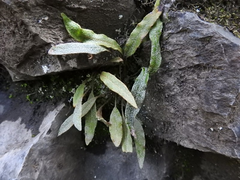 Elaphoglossum fonkii photo 6