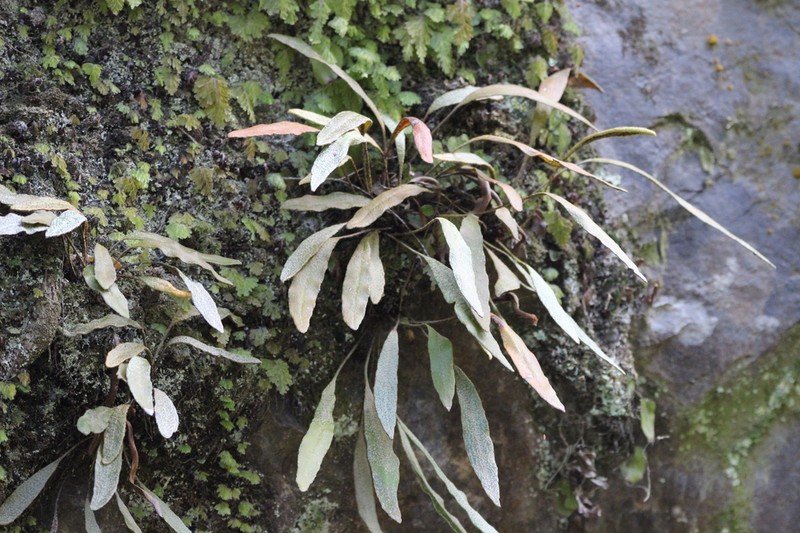 Elaphoglossum fonkii photo 7