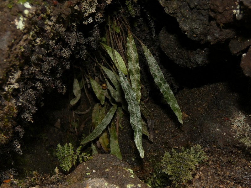 Elaphoglossum fonkii photo 8