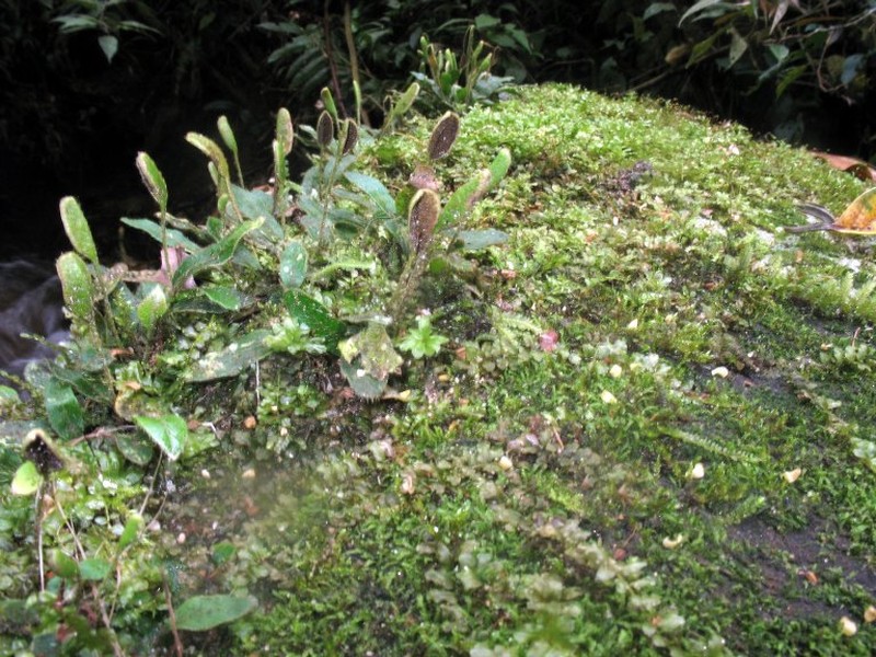 Elaphoglossum forsythii-majoris