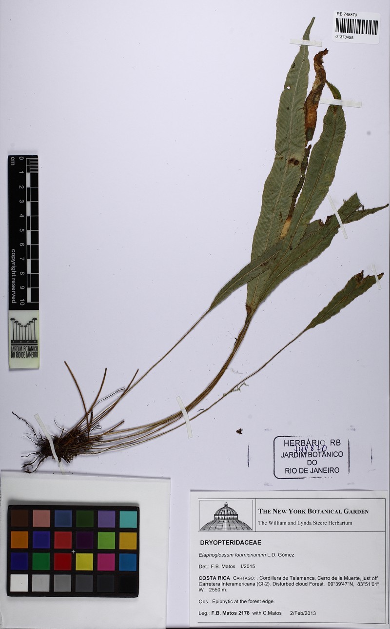 Elaphoglossum fournierianum