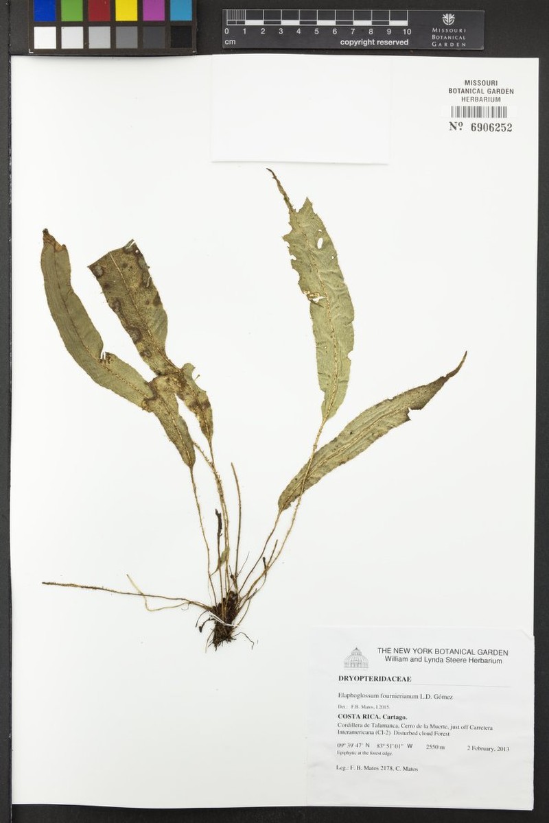 Elaphoglossum fournierianum photo 2