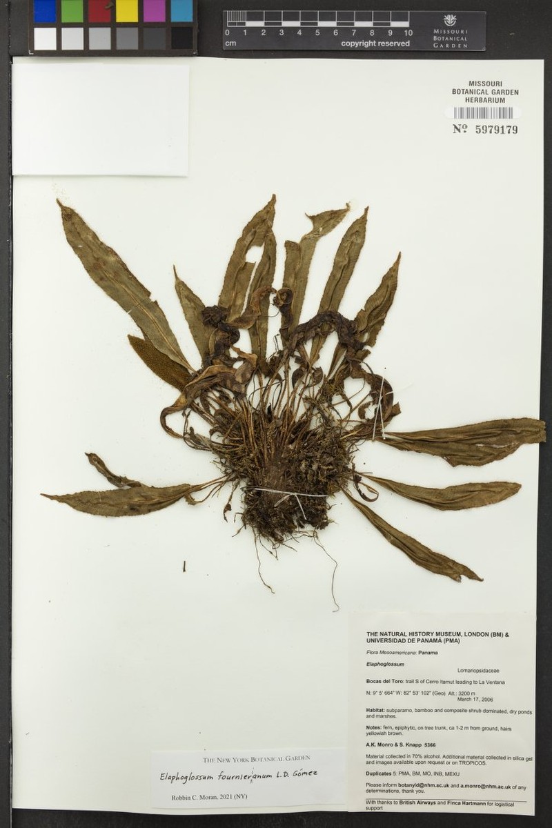 Elaphoglossum fournierianum photo 3