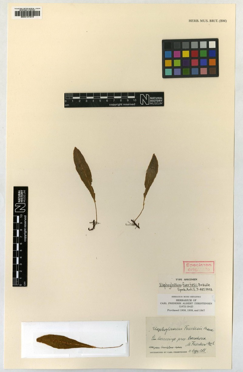 Elaphoglossum fuertesii