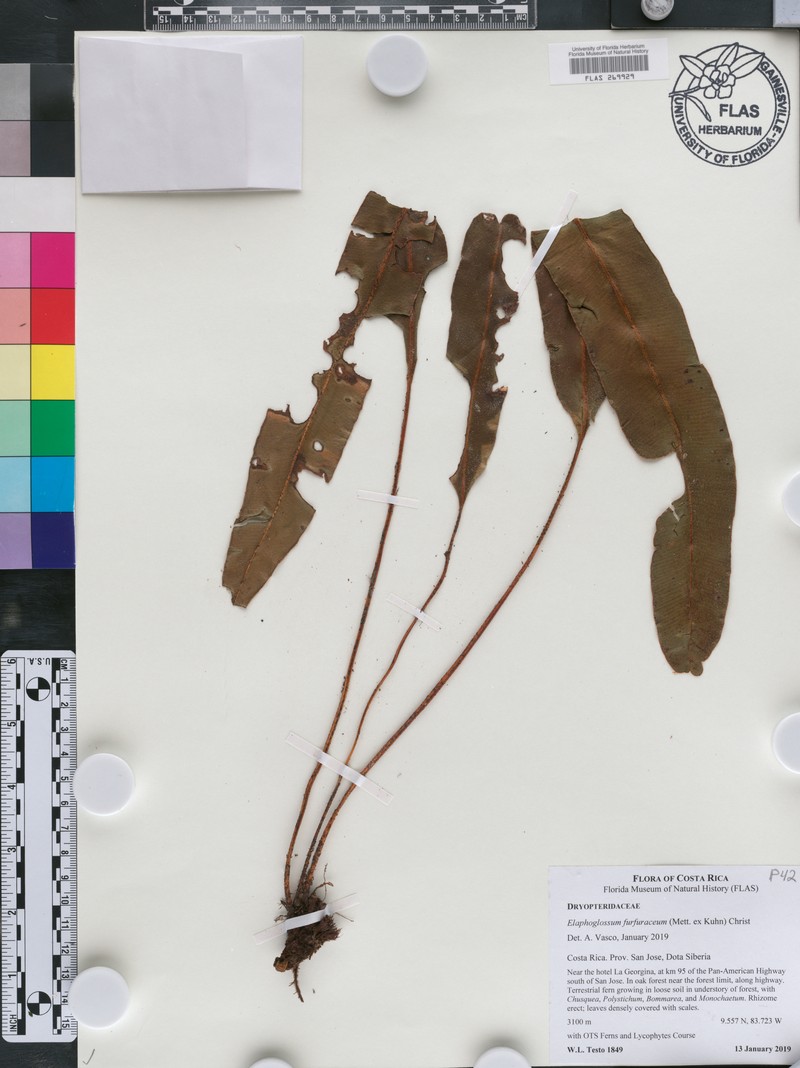 Elaphoglossum furfuraceum