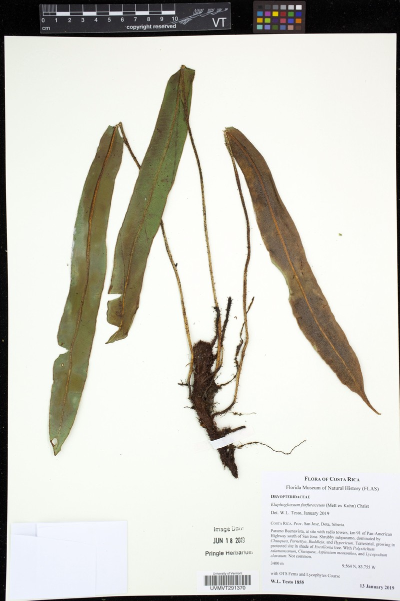 Elaphoglossum furfuraceum photo 2