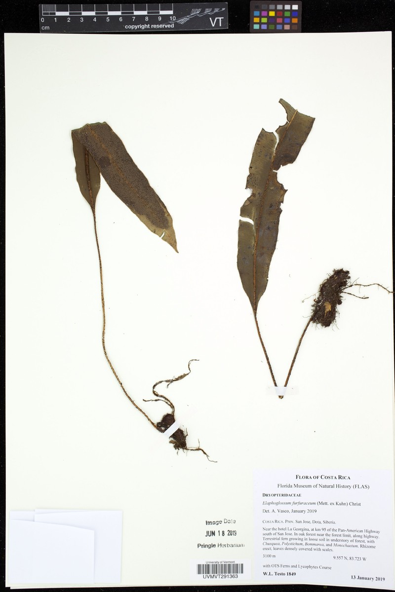 Elaphoglossum furfuraceum photo 3