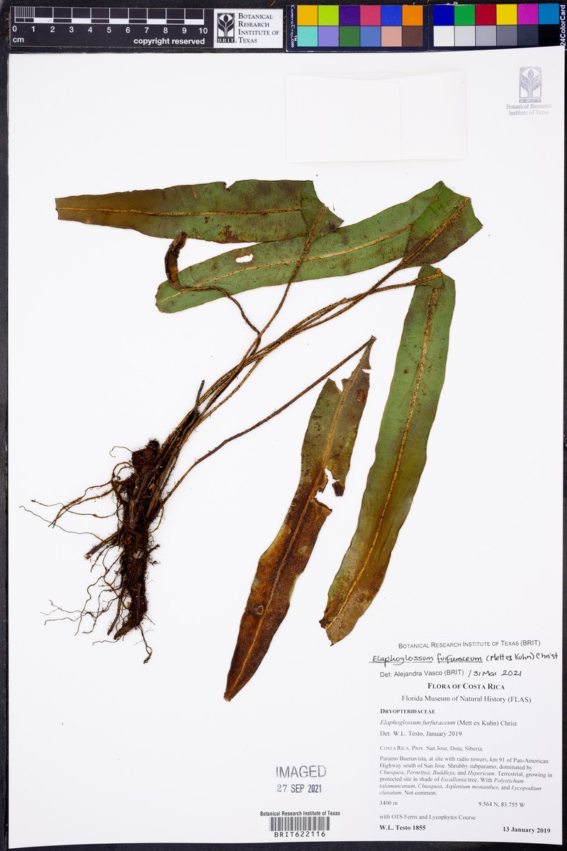 Elaphoglossum furfuraceum photo 4
